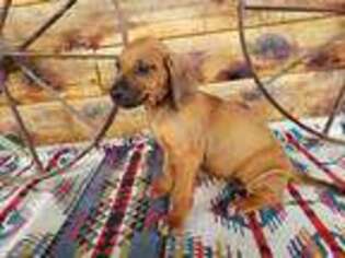 Rhodesian Ridgeback Puppy for sale in Wister, OK, USA
