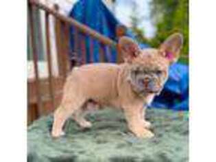 French Bulldog Puppy for sale in North Bergen, NJ, USA
