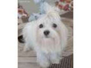 Maltese Puppy for sale in Anniston, AL, USA