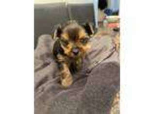 Yorkshire Terrier Puppy for sale in Newark, NJ, USA