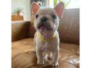 French Bulldog Puppy for sale in Laverne, OK, USA