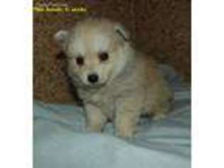 Medium Photo #1 Alaskan Klee Kai Puppy For Sale in Bandon, OR, USA