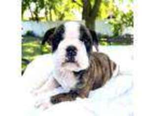 Bulldog Puppy for sale in Clinton Township, MI, USA