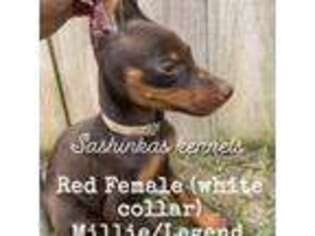 Doberman Pinscher Puppy for sale in Athens, AL, USA