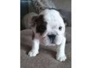 Bulldog Puppy for sale in Long Lane, MO, USA