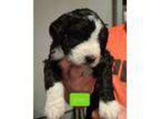 Mutt Puppy for sale in Heber, AZ, USA