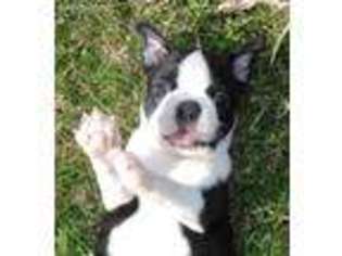 Boston Terrier Puppy for sale in Greenville, TX, USA