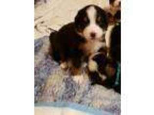 Bernese Mountain Dog Puppy for sale in Minooka, IL, USA