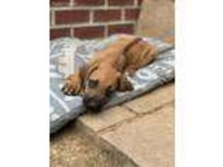 Rhodesian Ridgeback Puppy for sale in Troutman, NC, USA