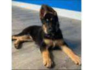 German Shepherd Dog Puppy for sale in Boonton, NJ, USA