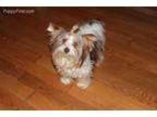 Yorkshire Terrier Puppy for sale in Plover, WI, USA
