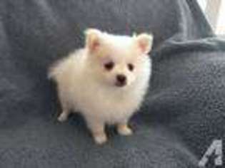 Pomeranian Puppy for sale in ESTACADA, OR, USA