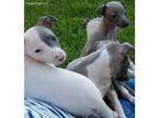 Italian Greyhound Puppy for sale in Taunton, MA, USA