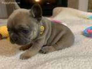 French Bulldog Puppy for sale in Fishers, IN, USA