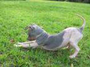 American Hairless Terrier Puppy for sale in Wiggins, MS, USA