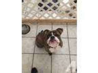Bulldog Puppy for sale in PINELLAS PARK, FL, USA