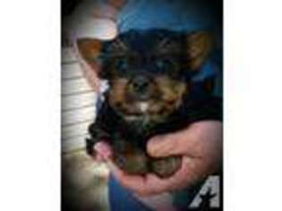 Yorkshire Terrier Puppy for sale in AUSTIN, MN, USA