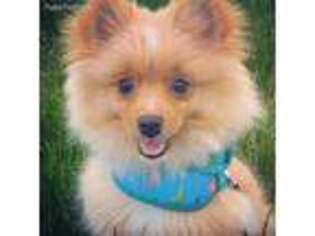 Pomeranian Puppy for sale in Columbia, MD, USA