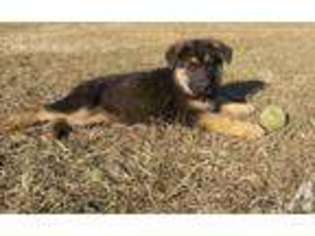 German Shepherd Dog Puppy for sale in VIDALIA, GA, USA