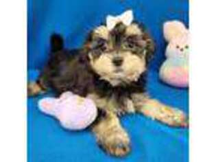 Havanese Puppy for sale in Lebanon, MO, USA