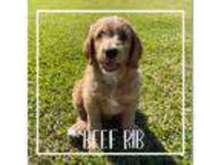 Goldendoodle Puppy for sale in Lake Charles, LA, USA