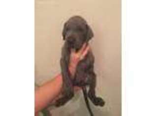 Great Dane Puppy for sale in Brandon, MS, USA