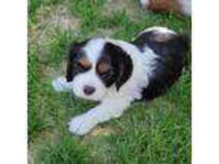 Cavalier King Charles Spaniel Puppy for sale in Winnemucca, NV, USA