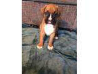 Boxer Puppy for sale in Marion, OH, USA