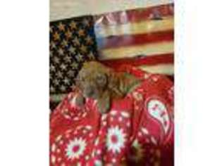 Vizsla Puppy for sale in Purdy, MO, USA