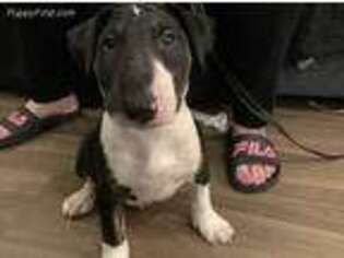 Bull Terrier Puppy for sale in Compton, CA, USA