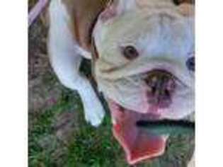 Bulldog Puppy for sale in Hanoverton, OH, USA