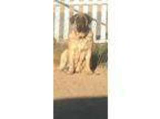 Mastiff Puppy for sale in Palmdale, CA, USA
