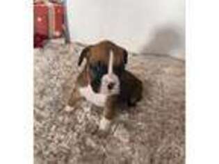 Boxer Puppy for sale in Apple Creek, OH, USA