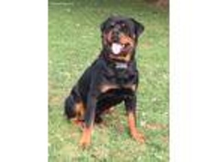 Rottweiler Puppy for sale in Kinzers, PA, USA