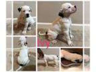 American Bulldog Puppy for sale in Waldorf, MD, USA