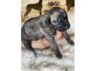 Great Dane Puppy for sale in Marble Falls, TX, USA