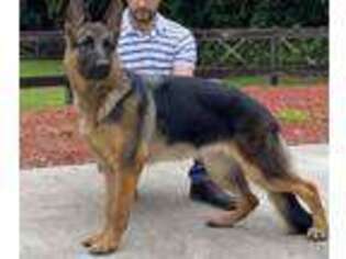 German Shepherd Dog Puppy for sale in Fort Lauderdale, FL, USA
