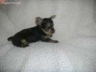 Yorkshire Terrier Puppy for sale in Winston, GA, USA