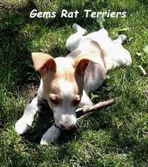 Rat Terrier Puppy for sale in CENTEREACH, NY, USA