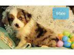 Miniature Australian Shepherd Puppy for sale in Millville, MN, USA