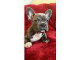 French Bulldog Puppy for sale in Hampton, VA, USA