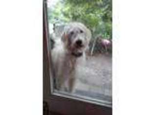 Labradoodle Puppy for sale in Debary, FL, USA