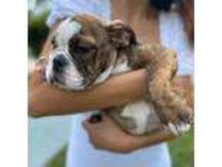Bulldog Puppy for sale in Winter Garden, FL, USA