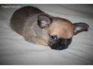 Chihuahua Puppy for sale in Kingston, OK, USA