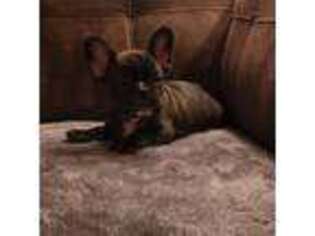 French Bulldog Puppy for sale in Bethlehem, PA, USA