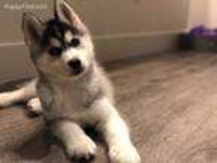 Siberian Husky Puppy for sale in Bloomington, IN, USA