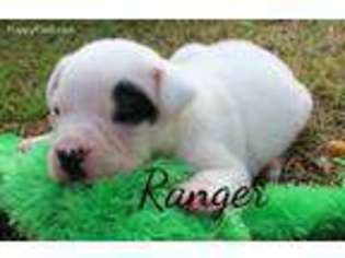American Bulldog Puppy for sale in Cobbtown, GA, USA