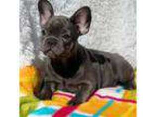 French Bulldog Puppy for sale in Hardy, AR, USA