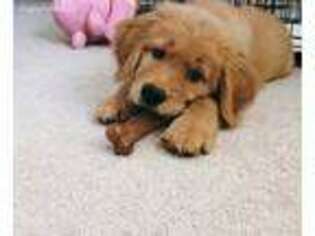 Golden Retriever Puppy for sale in Cupertino, CA, USA