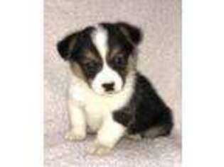 Pembroke Welsh Corgi Puppy for sale in Florence, MS, USA